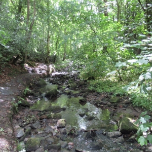 Woodland and stream near Greengates crossroad
