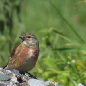 Young bullfinch maybe