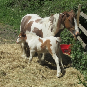 Mum and foal