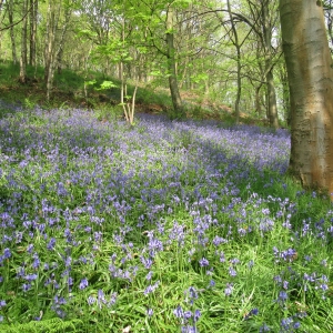 Bluebells at Dawson Wood