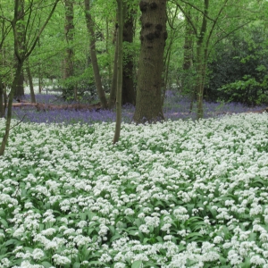 Wild Garlic and Bluebells near Esholt