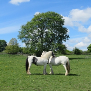 Fields above Ravenscliffe Estate