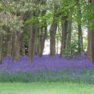 Bluebells near Hawkswick