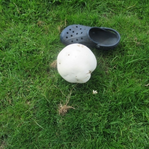 Massive Mushroom