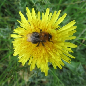 Bumblebee enjoying nectar from a dandelion